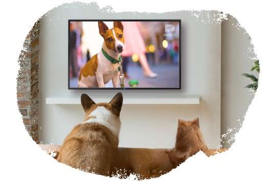 does comcast have dog tv